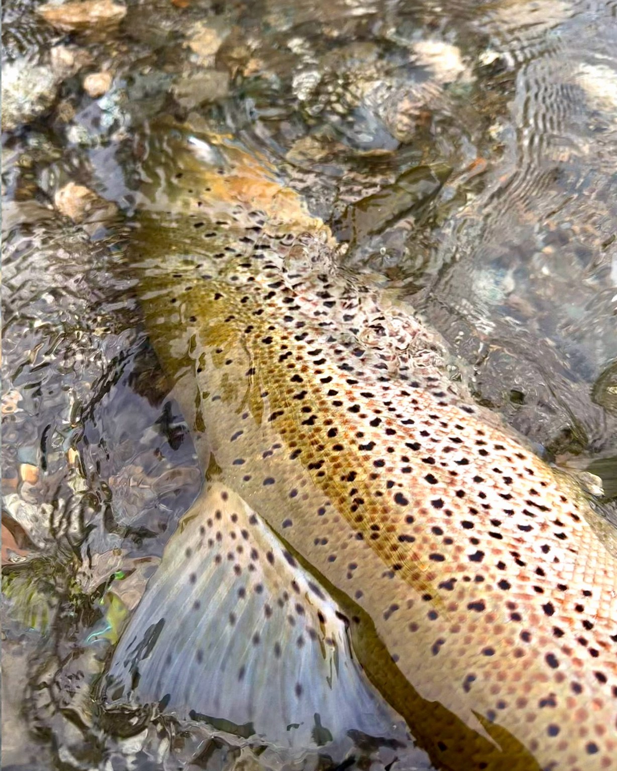 Trucha marrón en el agua